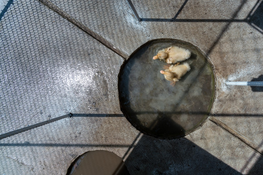 Chicken House / Tropical Space - Image 17 of 30